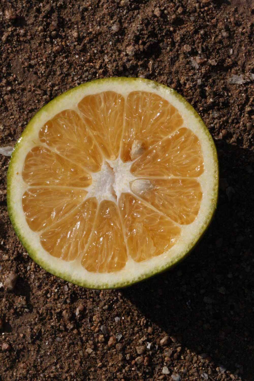              Fruit cross-section (Bouquet de Fleurs, Riverside, CA)       